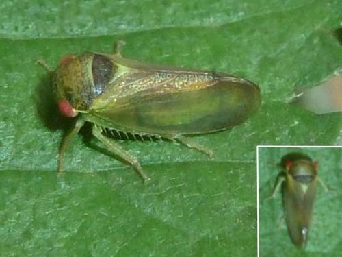 Réf. 185 931 : Iassus lanio